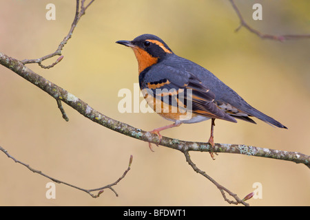Varied Thrush (Ixoreus naevius) perched on a branch in Victoria, Vancouver Island, British Columbia, Canada Stock Photo