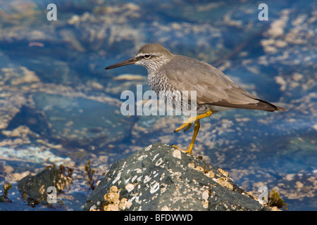 Wandering Tattler (Tringa incana) perched on a rock in Victoria, Vancouver Island, British Columbia, Canada Stock Photo
