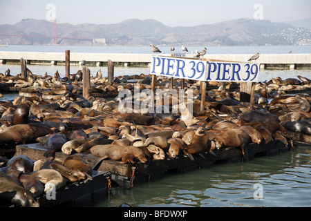 Seals at Pier 39 in San Francisco Stock Photo - Alamy