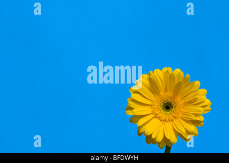 Detail of a yellow Gerber Daisy with blue sky backdrop Stock Photo