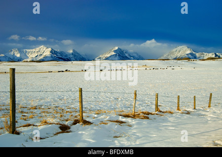 Snowy landscape where the prairies meet the mountains, near Twin Butte, Alberta, Canada Stock Photo