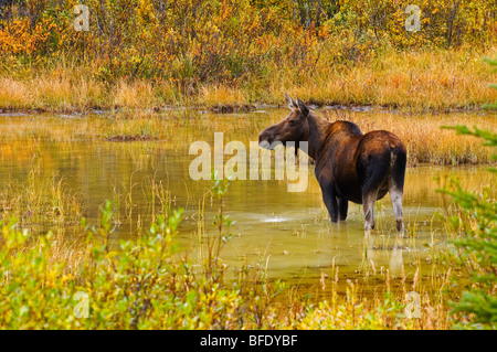 Moose (Alces alces) in pond in Kananaskis Country, Alberta, Canada Stock Photo