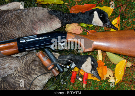 Brace of dead Canada geese after successful Canada goose hunt Stock Photo