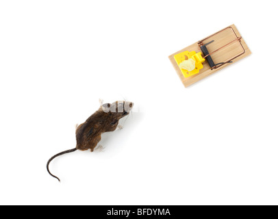 Mouse and mousetrap Stock Photo