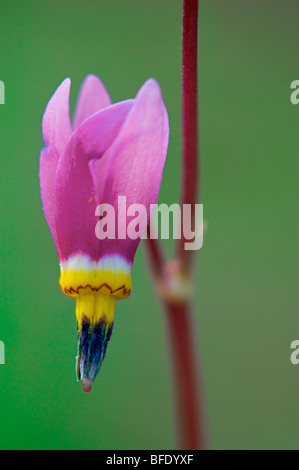 Close-up of Shooting star (Dodecatheon) flower in Sinclair Canyon in Kootenay National Park, British Columbia, Canada