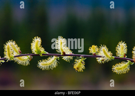 Close-up detail of willow (Salix) catkins in Banff National Park, Alberta, Canada Stock Photo