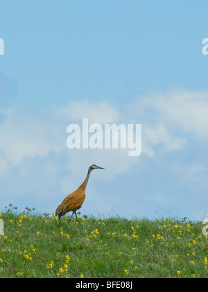 Adult Sandhill crane (Grus canadensis), walking in meadow of Golden bean (Thermopsis rhombifolia), Alberta, Canada. Stock Photo