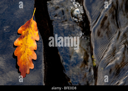 Autumn leaf on dark rock Stock Photo