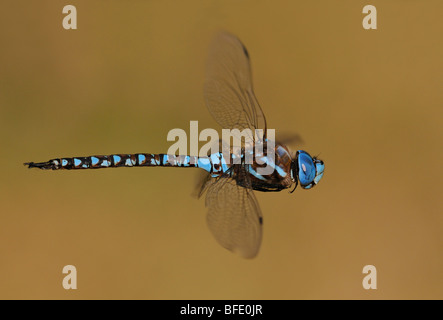 Blue-eyed darner (Rhionaeshna multicolor) in flight, Victoria, Vancouver Island, British Columbia, Canada Stock Photo