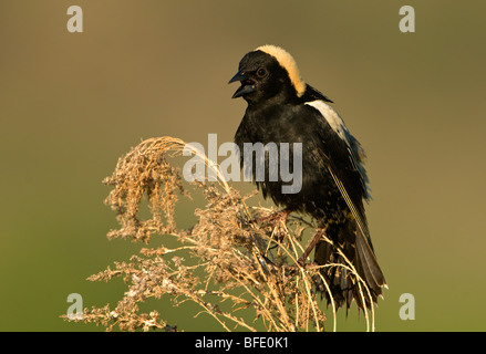 Male Bobolink (Dolichonyx oryzivorus) perched on tall grass in Osoyoos, British Columbia, Canada Stock Photo