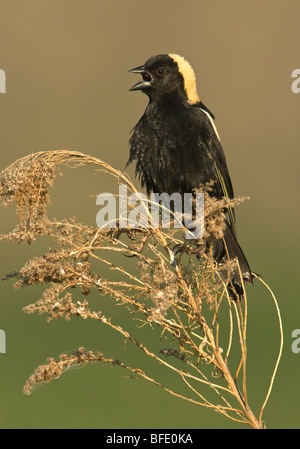 Male Bobolink (Dolichonyx oryzivorus) perched on tall grass in Osoyoos, British Columbia, Canada Stock Photo