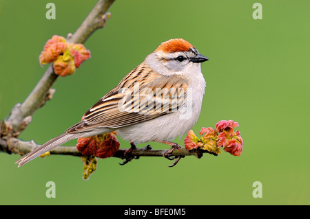 Chipping sparrow (Spizella passerina) on perch at Mount Tolmie Park, Saanich, British Columbia, Canada Stock Photo