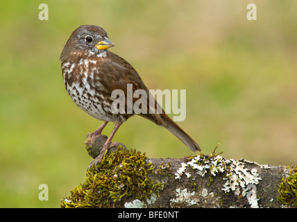 Fox sparrow (Passerella iliaca) on perch in Victoria, Vancouver Island, British Columbia, Canada Stock Photo