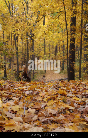 Golden Forest Path in Autumn Stock Photo