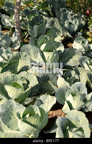 vegetables - kohlrabi (German Turnip) (Brassica oleracea Gongylodes Group) Stock Photo