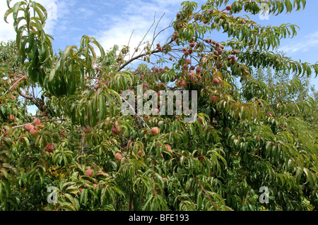 Peach tree with many peaches. Stock Photo