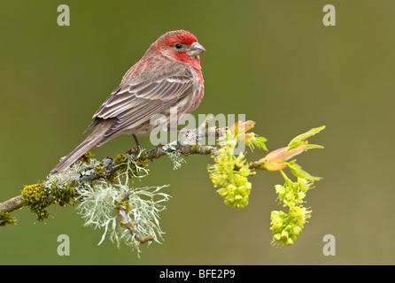 House finch (Carpodacus mexicanus) on budding apple tree branch, Victoria, Vancouver Island, British Columbia, Canada Stock Photo