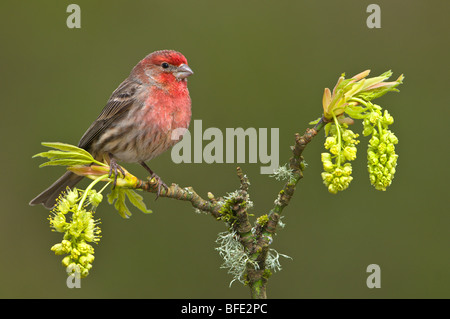 House finch (Carpodacus mexicanus) on budding maple tree branch, Victoria, Vancouver Island, British Columbia, Canada Stock Photo