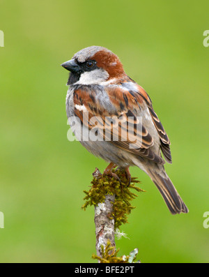 Male House sparrow (Passer domesticus) on perch at Victoria, Vancouver Island, British Columbia, Canada