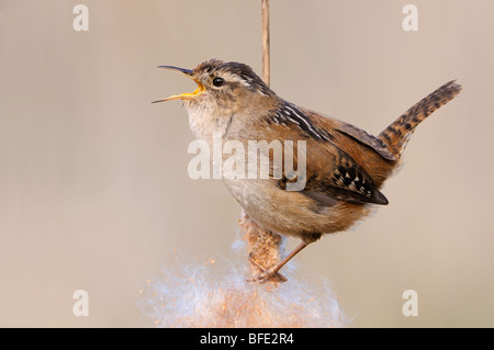 Marsh wren (Cistothorus palustris) on bullrush in Rithet's Bog, Victoria, Vancouver Island, British Columbia, Canada Stock Photo