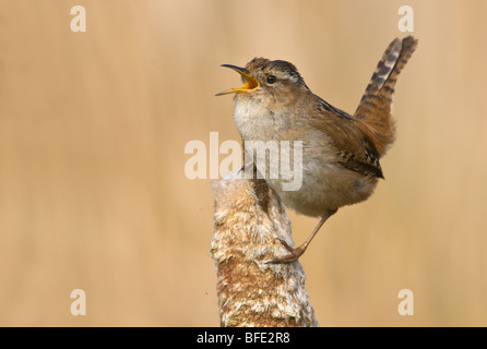 Marsh wren (Cistothorus palustris) on bullrush in Rithet's Bog, Victoria, Vancouver Island, British Columbia, Canada Stock Photo