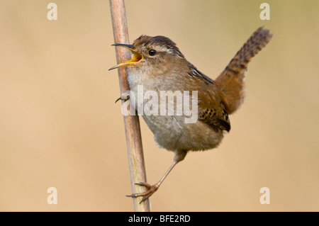 Marsh wren (Cistothorus palustris) on bullrush in Rithet's Bog, Victoria, Vancouver Island, British Columbia, Canada Stock Photo