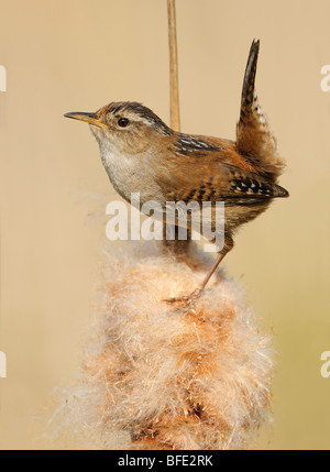 Marsh wren (Cistothorus palustris) on bullrush in Rithet's Bog, Victoria, Vancouver Island, British Columbia, Canada Stock Photo