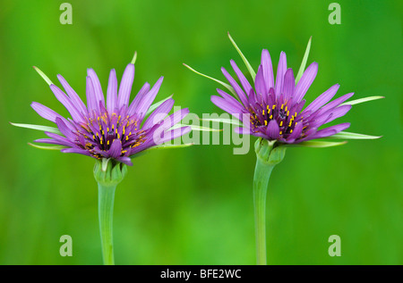 Purple salsify (Tragopogon porrifolius) at Mount Tolmie Park, Saanich, British Columbia, Canada Stock Photo