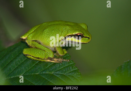 Pacific tree frog (Pseudacris regilla) at Beaver Lake Park, Saanich, British Columbia, Canada Stock Photo