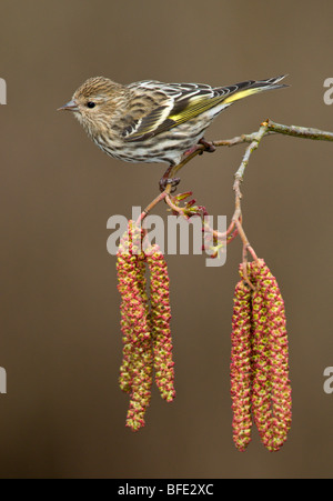 Pine siskin (Carduelis pinus) perched on Alder tree catkins in Victoria, Vancouver Island, British Columbia, Canada Stock Photo