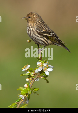 Pine siskin (Carduelis pinus) perched on flowering apple branch in Victoria, Vancouver Island, British Columbia, Canada Stock Photo