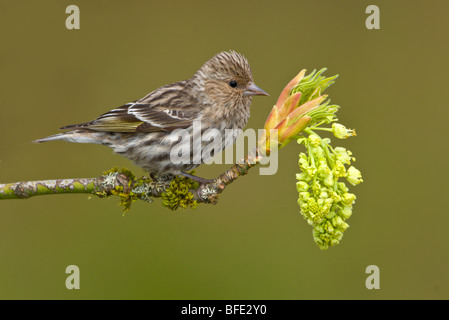 Pine siskin (Carduelis pinus) perched on a budding maple tree branch, Victoria, Vancouver Island, British Columbia, Canada Stock Photo