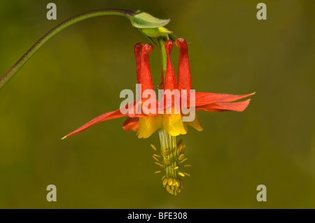 Red columbine (Aquilegia canadensis), Saanich, British Columbia, Canada Stock Photo