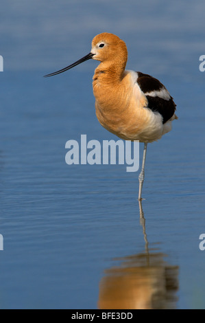 American avocet (Recurvirostra americana) in farm pond at Moses Lake area in Washington, USA Stock Photo