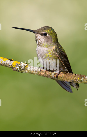 Female Anna's hummingbird (Calypte anna) on perch in Victoria, Vancouver Island, British Columbia, Canada Stock Photo
