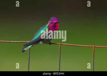 Male Anna's hummingbird (Calypte anna) on wire fence in Victoria, Vancouver Island, British Columbia, Canada