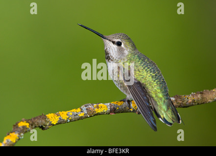 Female Anna's hummingbird (Calypte anna) on perch in Victoria, Vancouver Island, British Columbia, Canada Stock Photo
