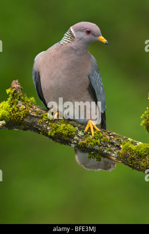 Band-tailed pigeon (Patagioenas fasciata) on perch in Victoria, Vancouver Island, British Columbia, Canada Stock Photo