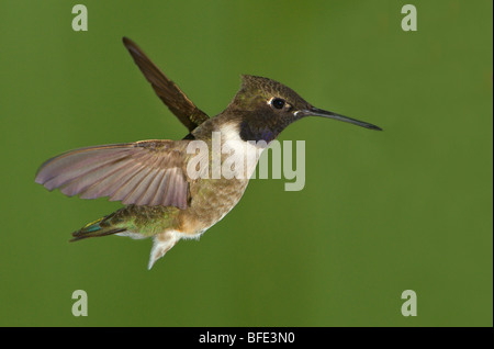 Male Black-chinned hummingbird (Archilochus alexandri) in flight at Fort Simcoe State Park, Washington, USA Stock Photo