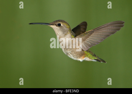 Female Black-chinned hummingbird (Archilochus alexandri) in flight at Fort Simcoe State Park, Washington, USA Stock Photo