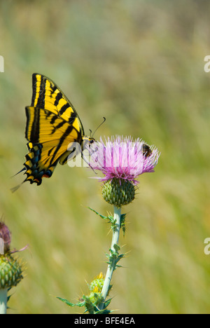 An Anise swallowtail butterfly (Papilio zelicaon) at Desert Centre near Osoyoos in Okanagan region of British Columbia Canada Stock Photo