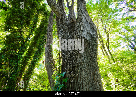 Dead ivy vines hang on a tree in an urban forest after being cut by conservationists Stock Photo