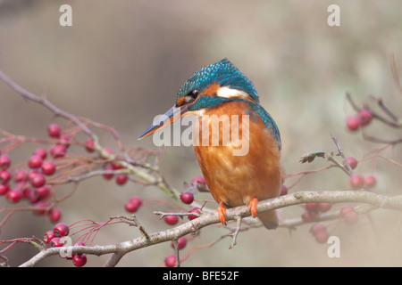 Kingfisher - Alcedo atthis sitting on branch amongst hawthorn berries Stock Photo