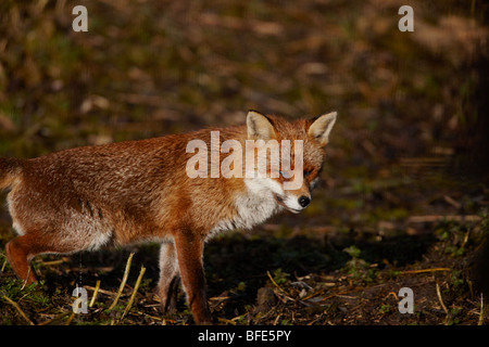 Red Fox Vulpes vulpes marking its territory in the snow Stock Photo