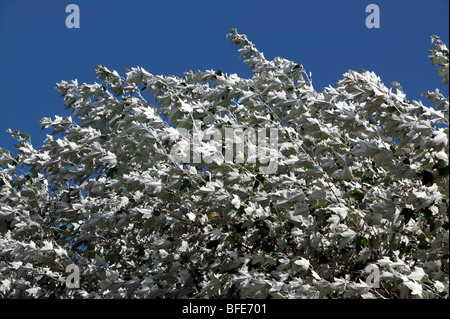 Beautiful silver maple tree on  a windy summers day  in  Telegraph Road, Deal, Kent Stock Photo