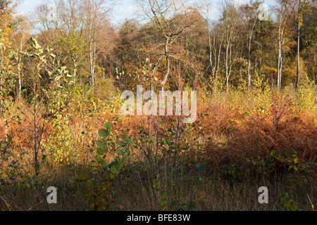 Newly planted trees as part of the National Forest regeneration poject near Loughborough, leicestershire, UK. Stock Photo