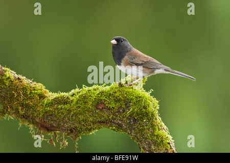 A Dark-eyed junco (Junco hyemalis) perches on a mossy branch in Victoria, Vancouver Island, British Columbia, Canada Stock Photo