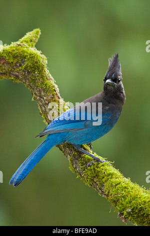 A Steller's Jay (Cyanocitta stelleri) perches on a mossy branch in Victoria, Vancouver Island, British Columbia, Canada Stock Photo
