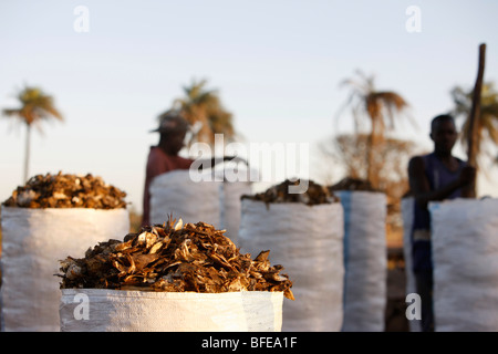 Sénégal Kafountine Fish scrap Stock Photo