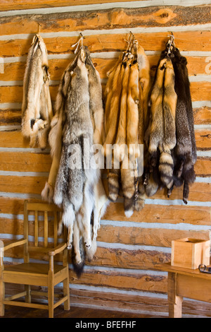 Badger Wolf and Red Silver and Cross Fox pelts in Master's House at Last Mountain House Provincial Park Regina Saskatchewan Cana Stock Photo